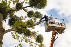 Tree Work